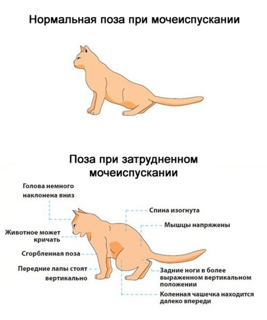 Желудочно-кишечный тракт собаки
