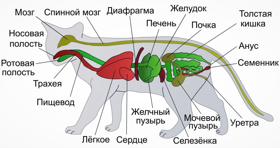 Выделительная система млекопитающих
