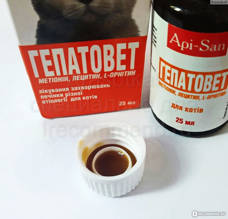 Пищеварительный тракт котов