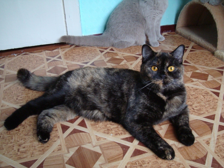 Смесь британской кошки и обычного кота черепахового цвета