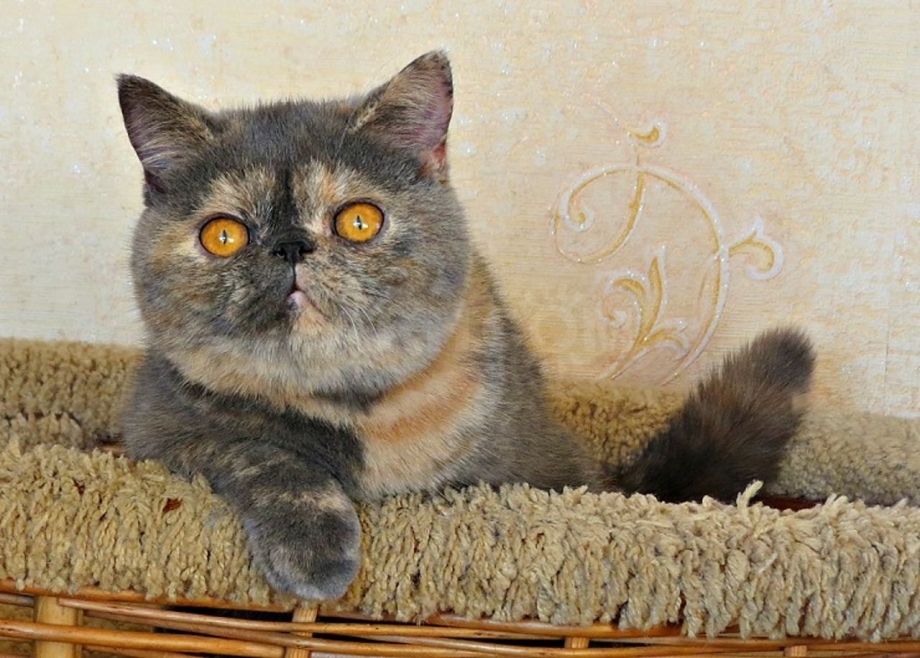 Экзот кошка черепаховая