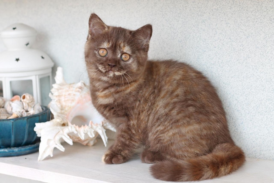 Британская кошка короткошерстная черепаховый окрас