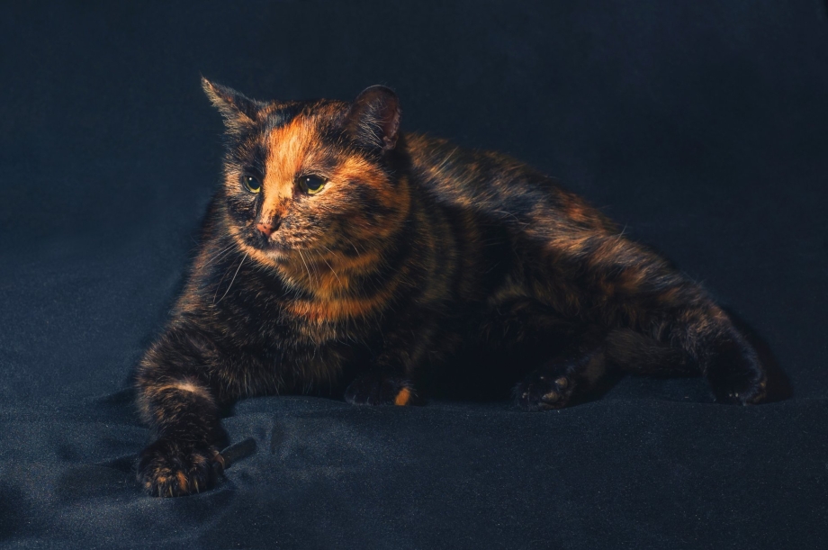 Кот черепахового окраса самец