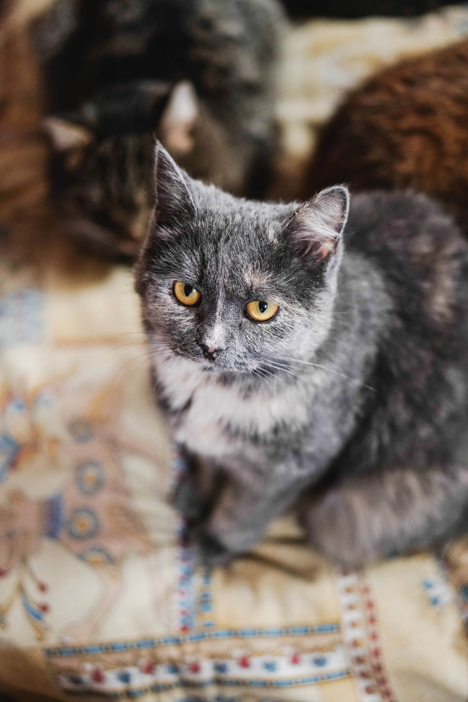Британская черепаховая кошка