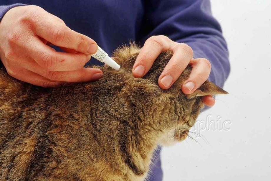 Холка у кошки