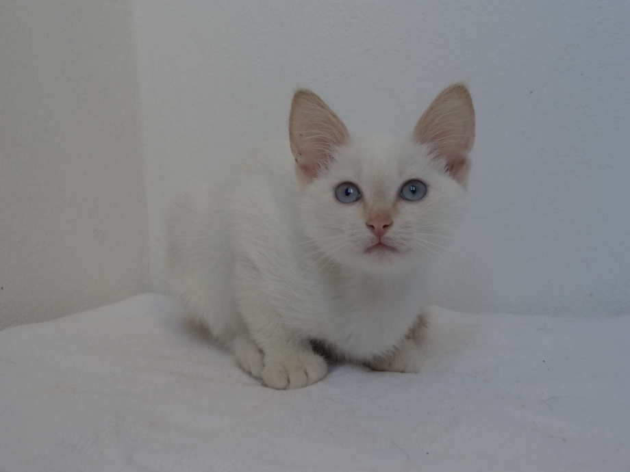 Ред Пойнт кот