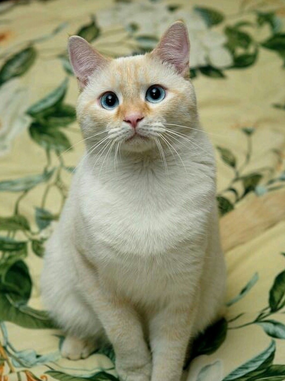 Сиамская кошка ред Пойнт
