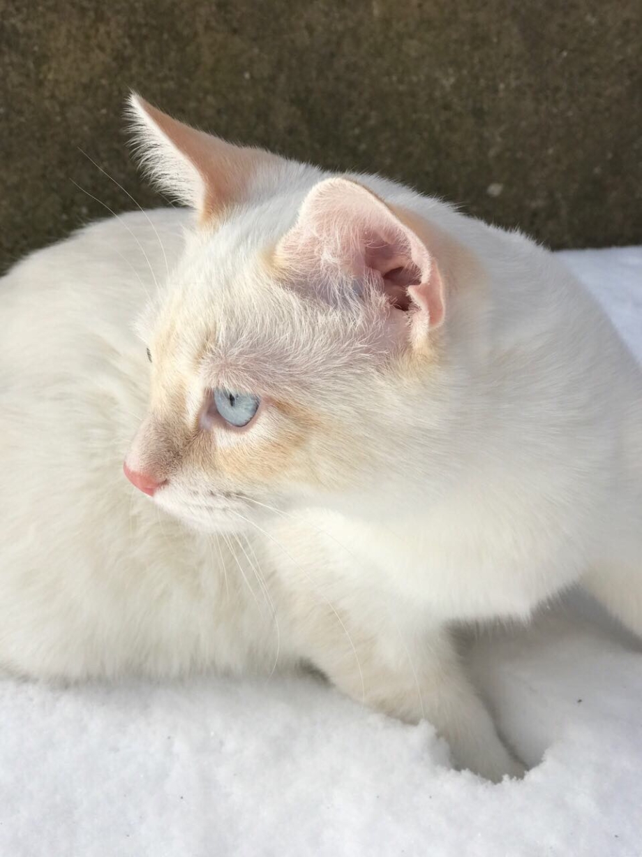 Тайский кот ред Пойнт