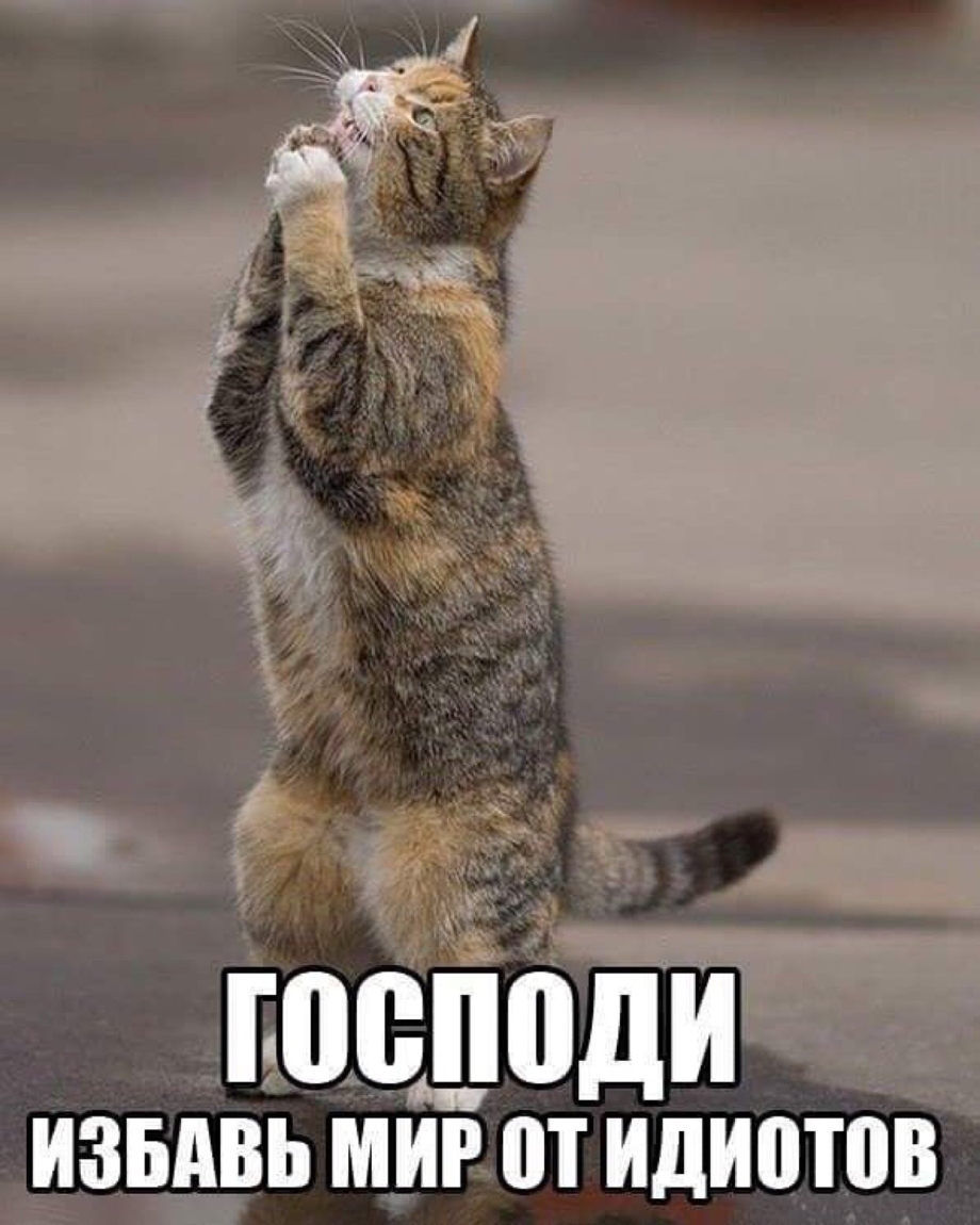 Котик просит прощения