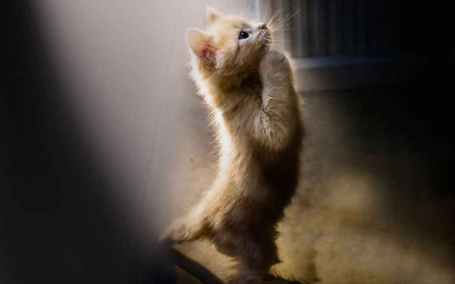 Кот просит прощения