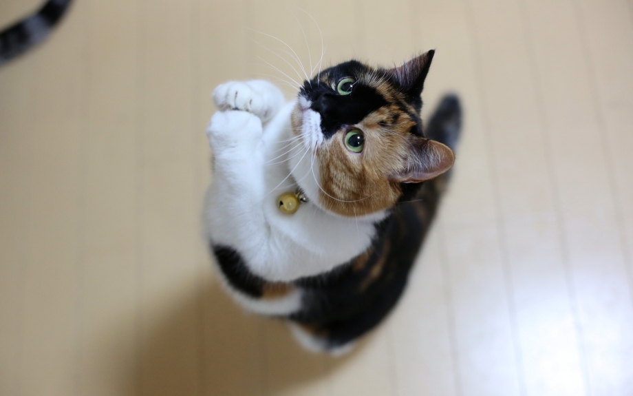 Просящий кот
