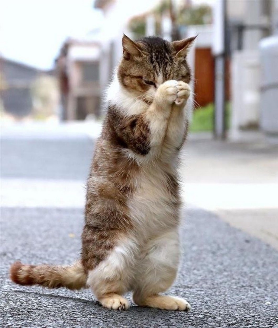 Молящий кот