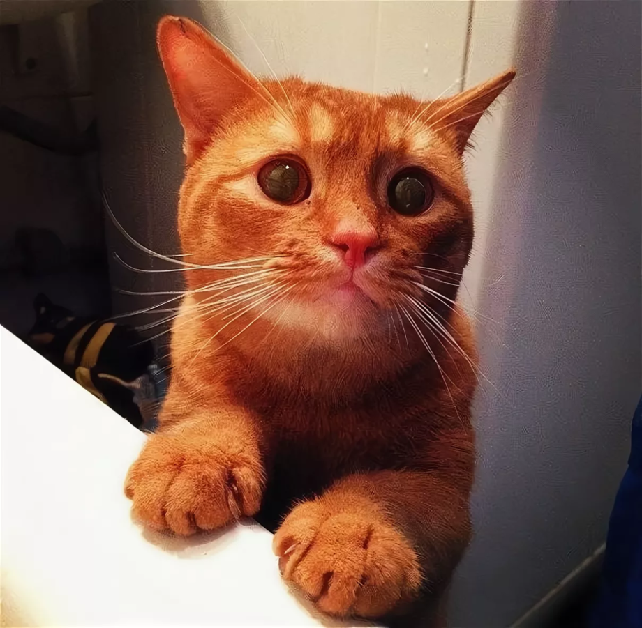 Кот выпрашивает