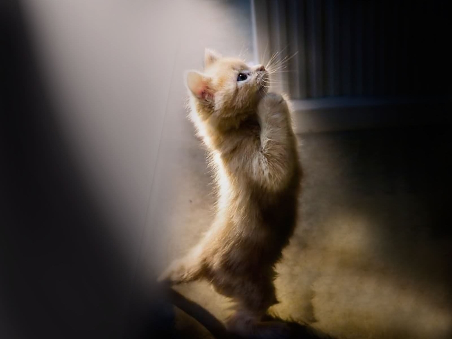 Котенок молится
