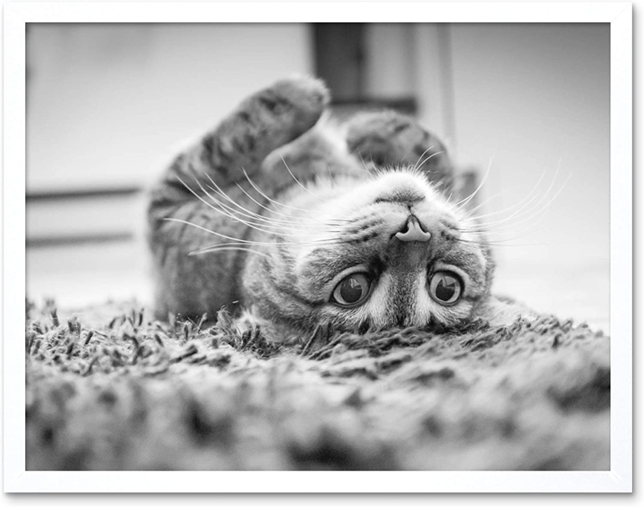 Кот умоляет