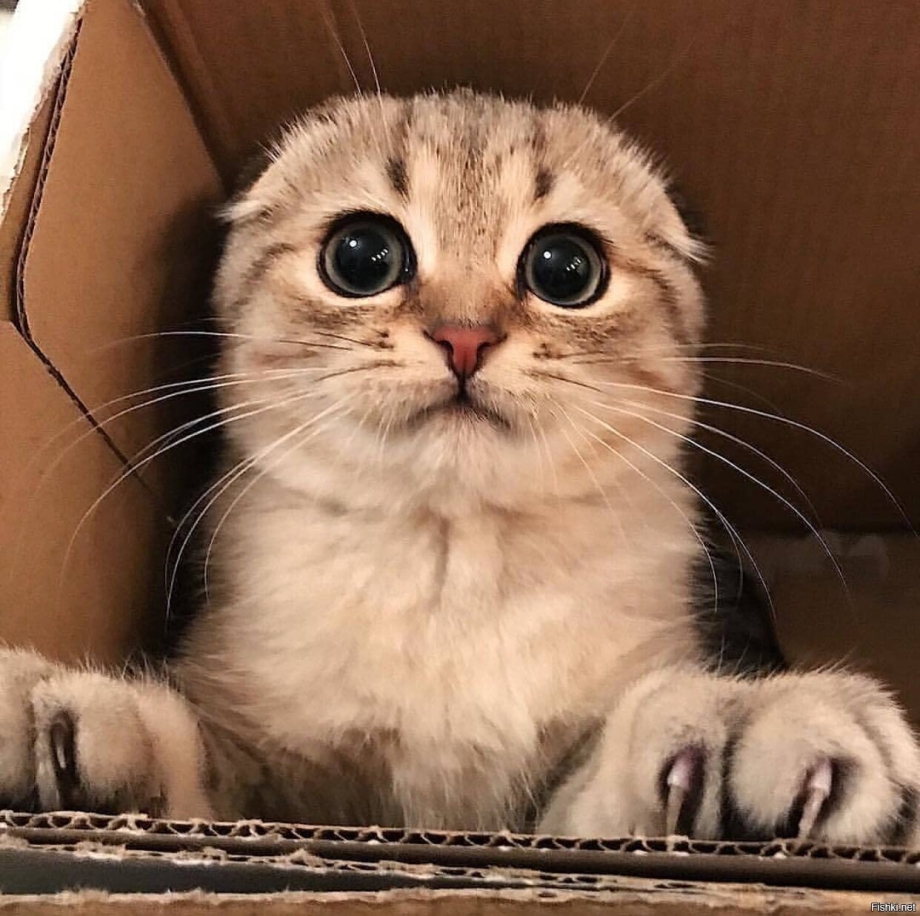 Умоляющий котенок