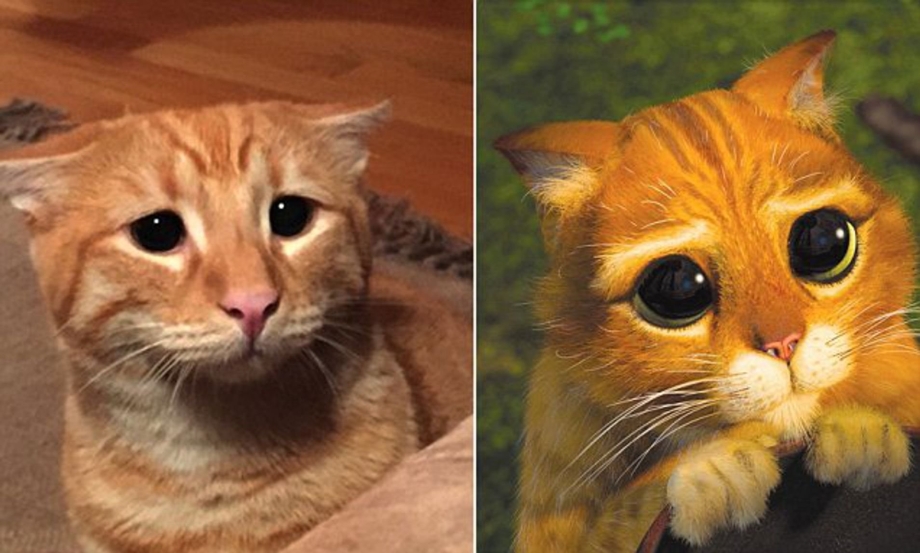 Взгляд кота из Шрека