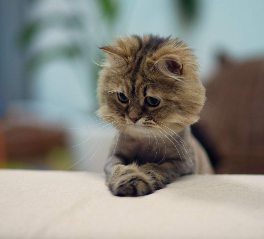 Котенок выпрашивает