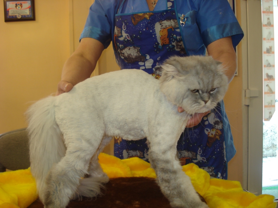 Стрижка кота под плюш