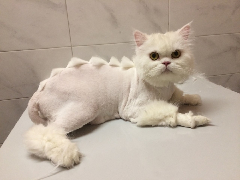 Стрижка персидских кошек