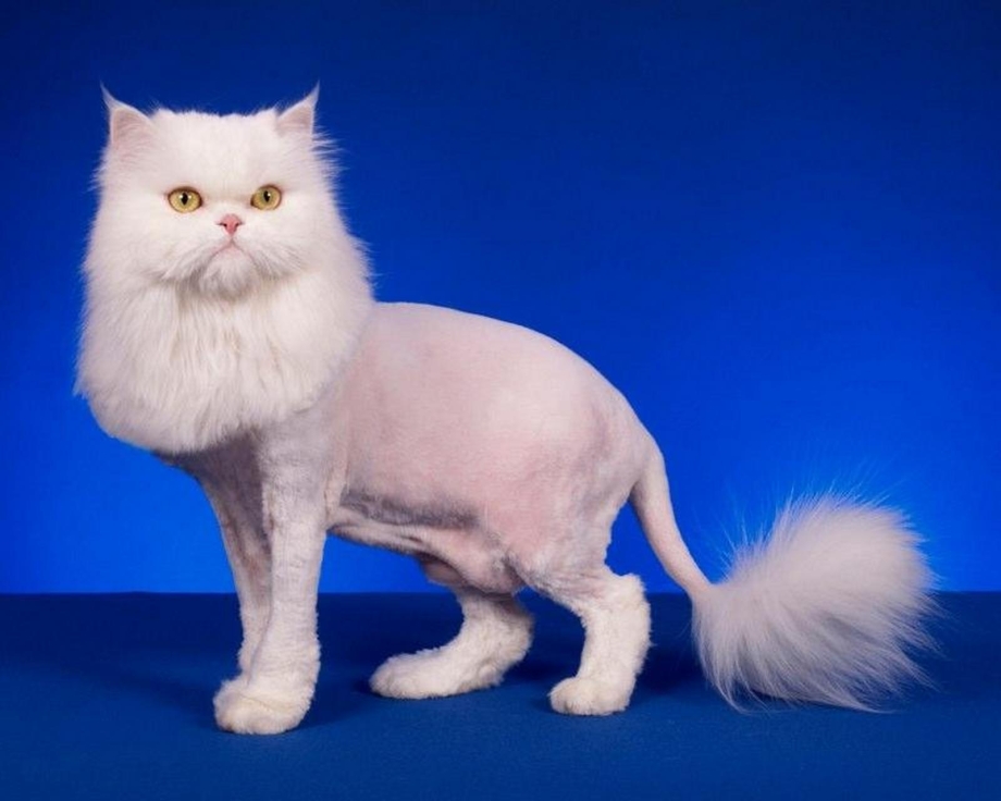 Стрижка персидских кошек