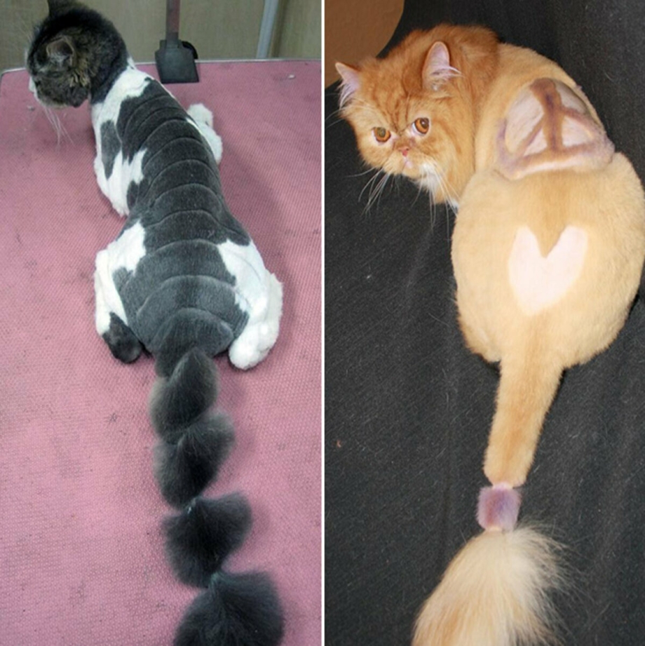 Коты с прическами