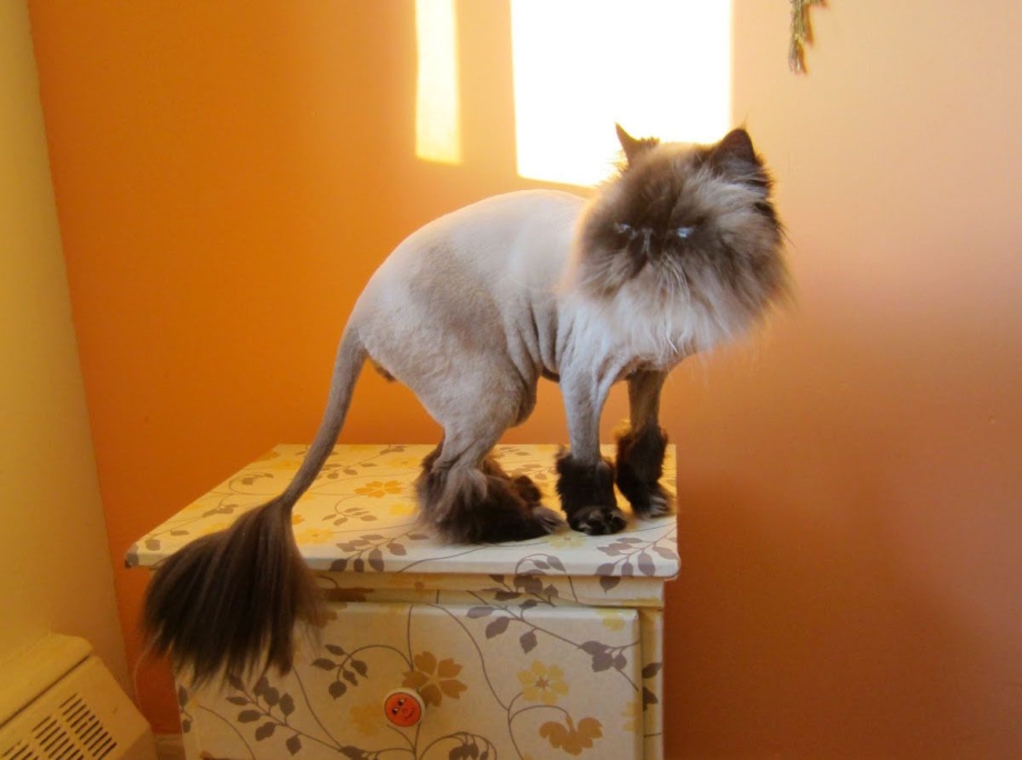 Модные стрижки котов