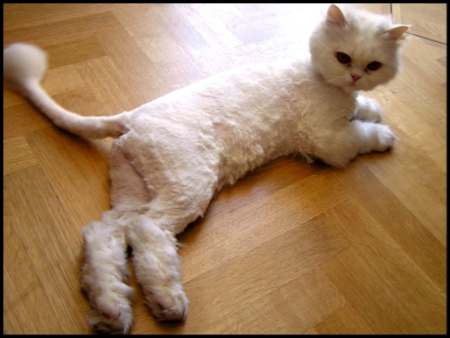 Стриженный белый кот