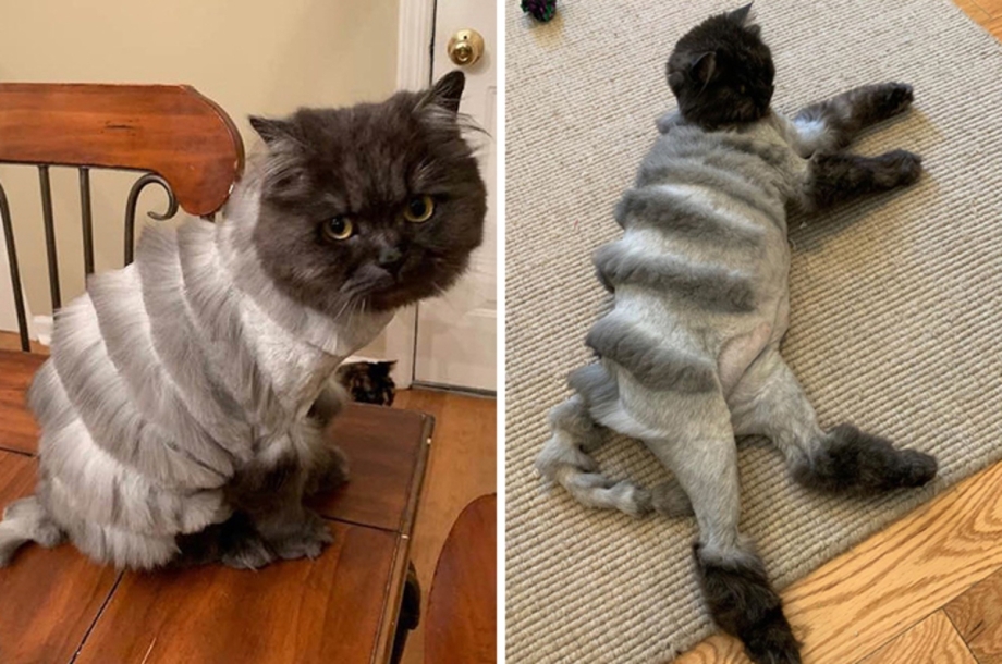 Необычные стрижки кошек