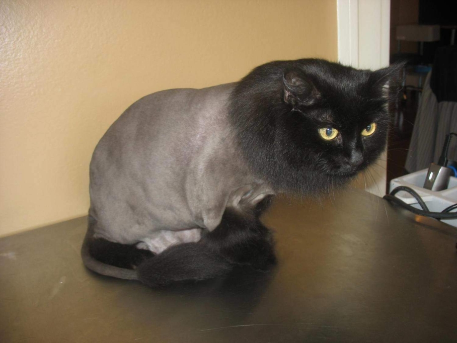 Стрижка черного кота