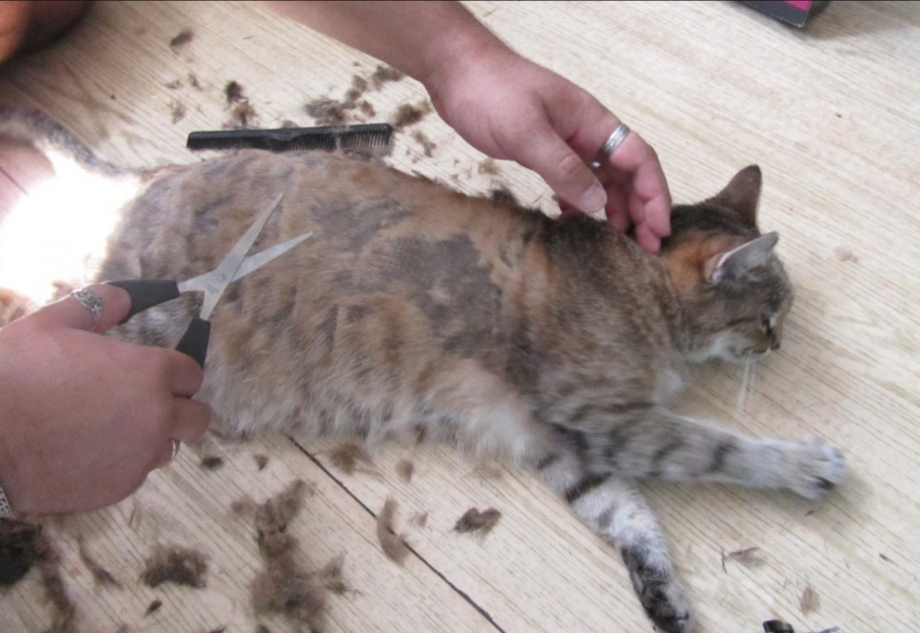 Ножницы для стрижки кошек