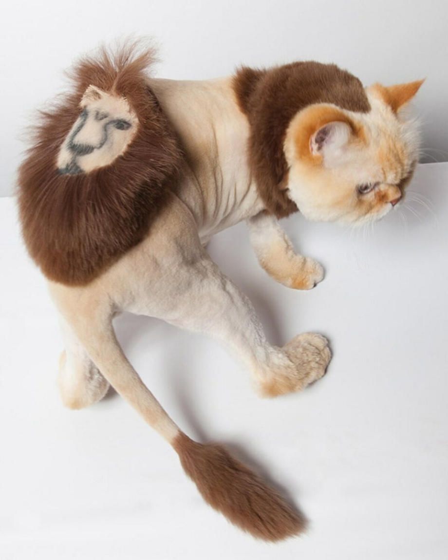 Груминг кошек