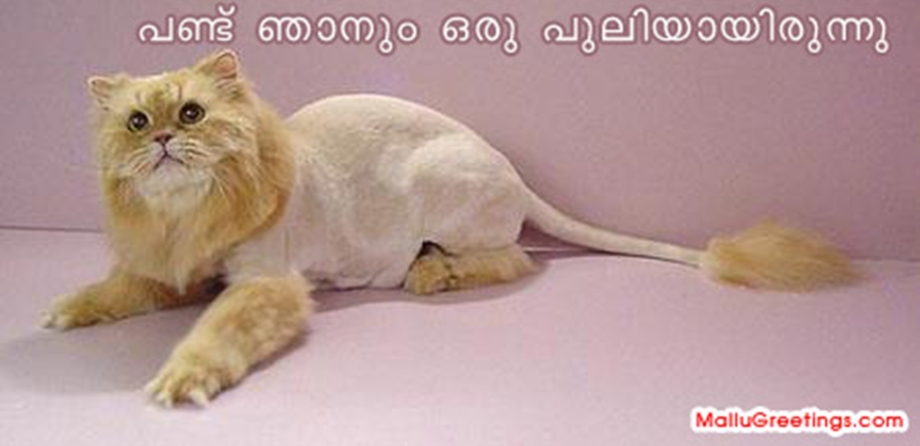 Кошачья стрижка под Льва