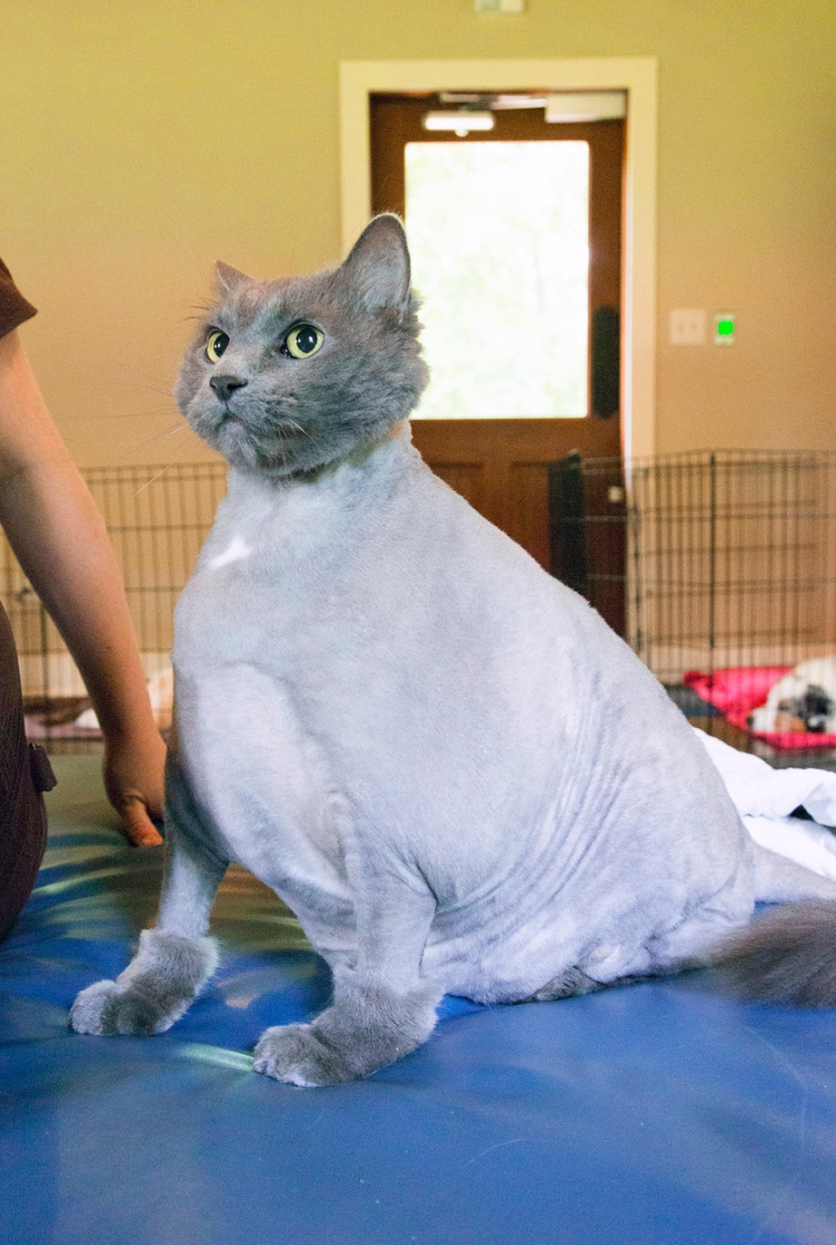 Стриженный кот