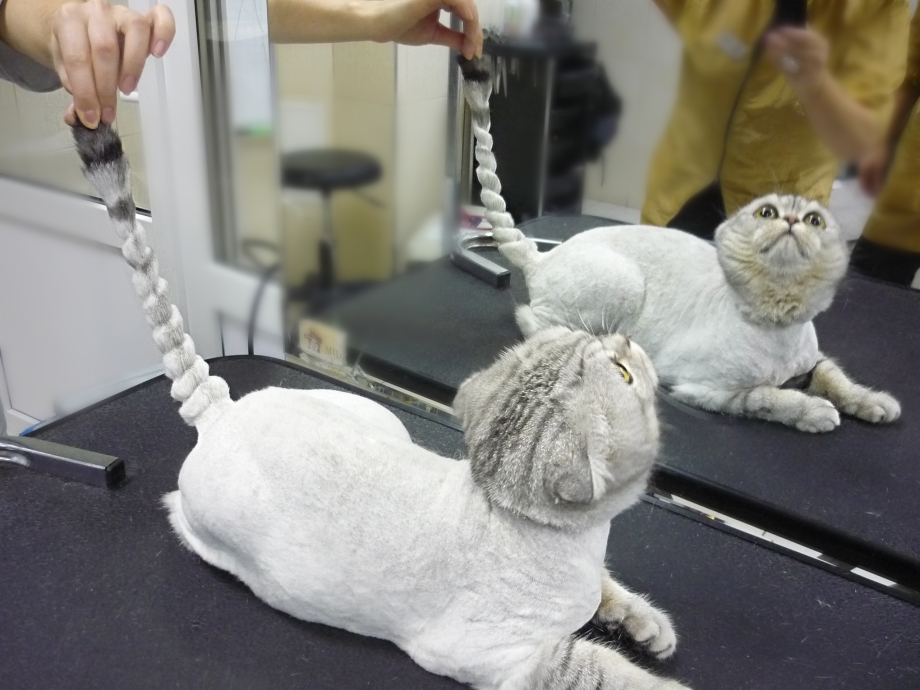 Груминг британских кошек