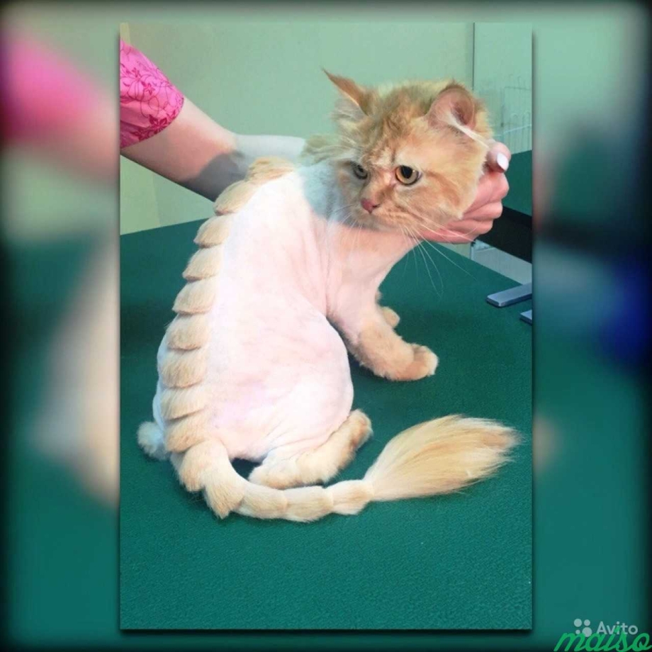 Стрижка кошки под машинку