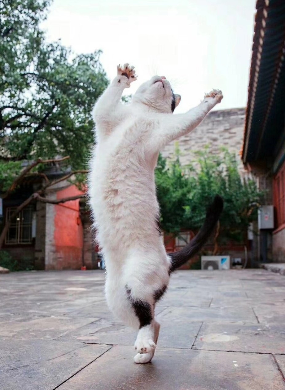 Котята породы кинкалоу