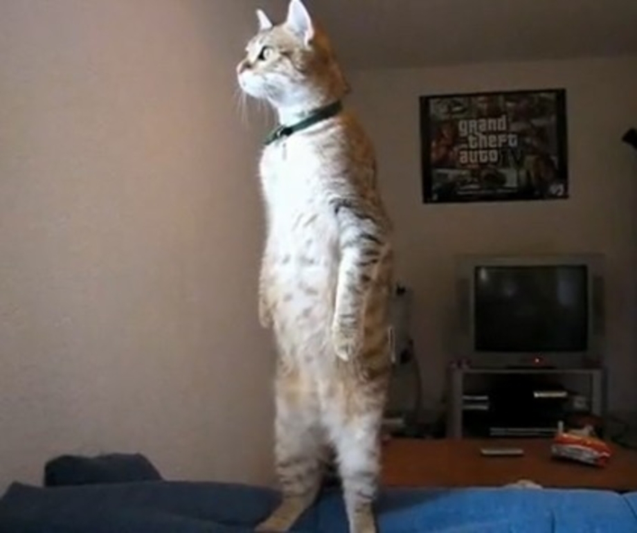 Коты стоят на задних лапах