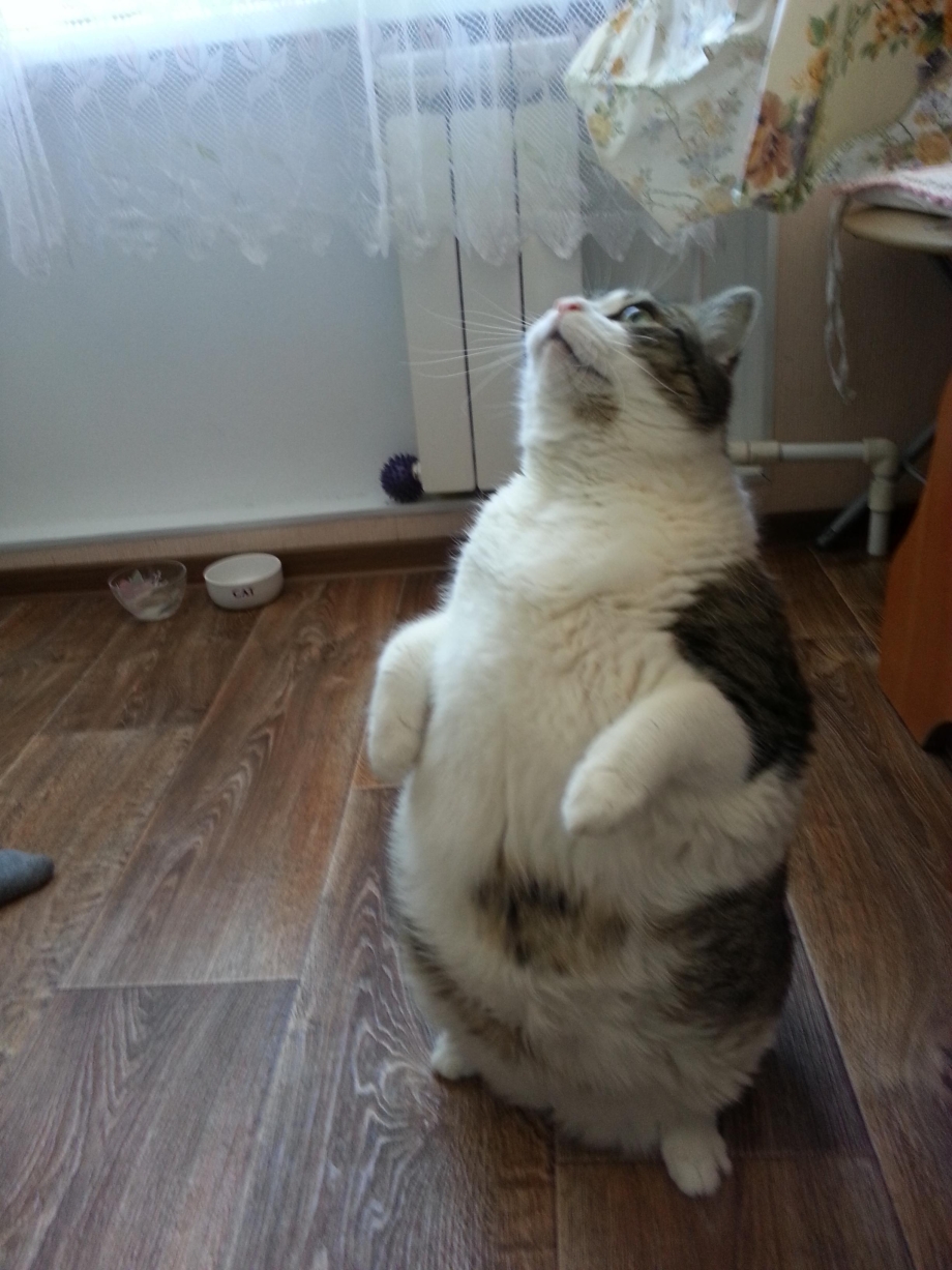 Коты на задних лапах