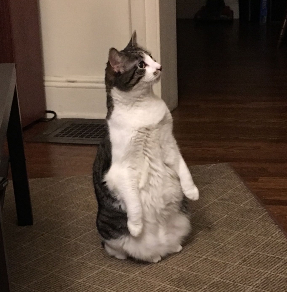 Кот танцует