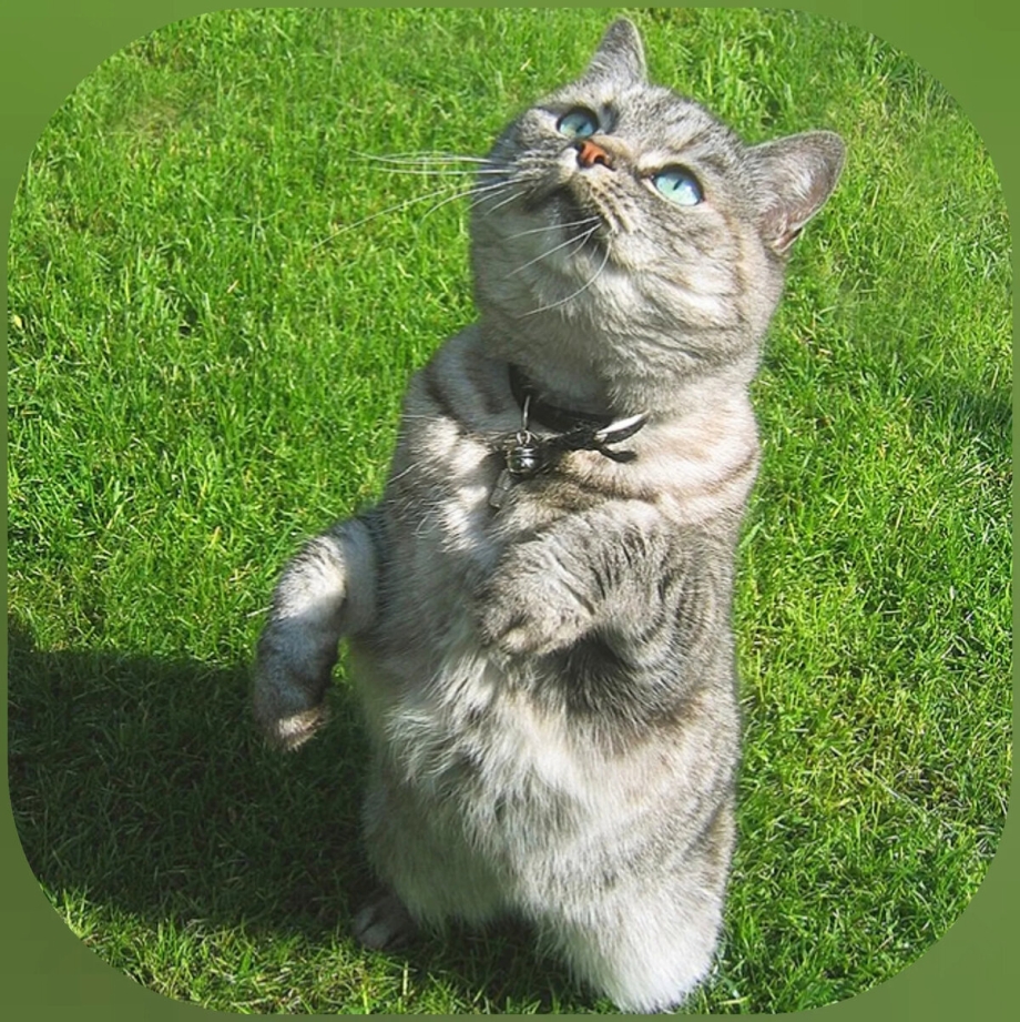 Кошка стоит на задних лапах