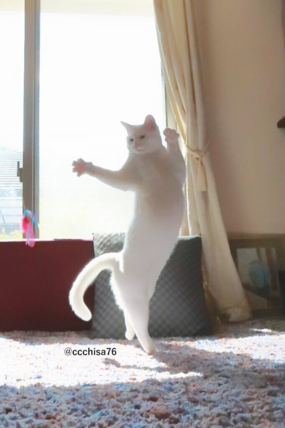 Котенок в движении