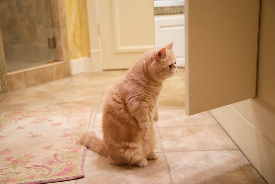 Коты танцуют