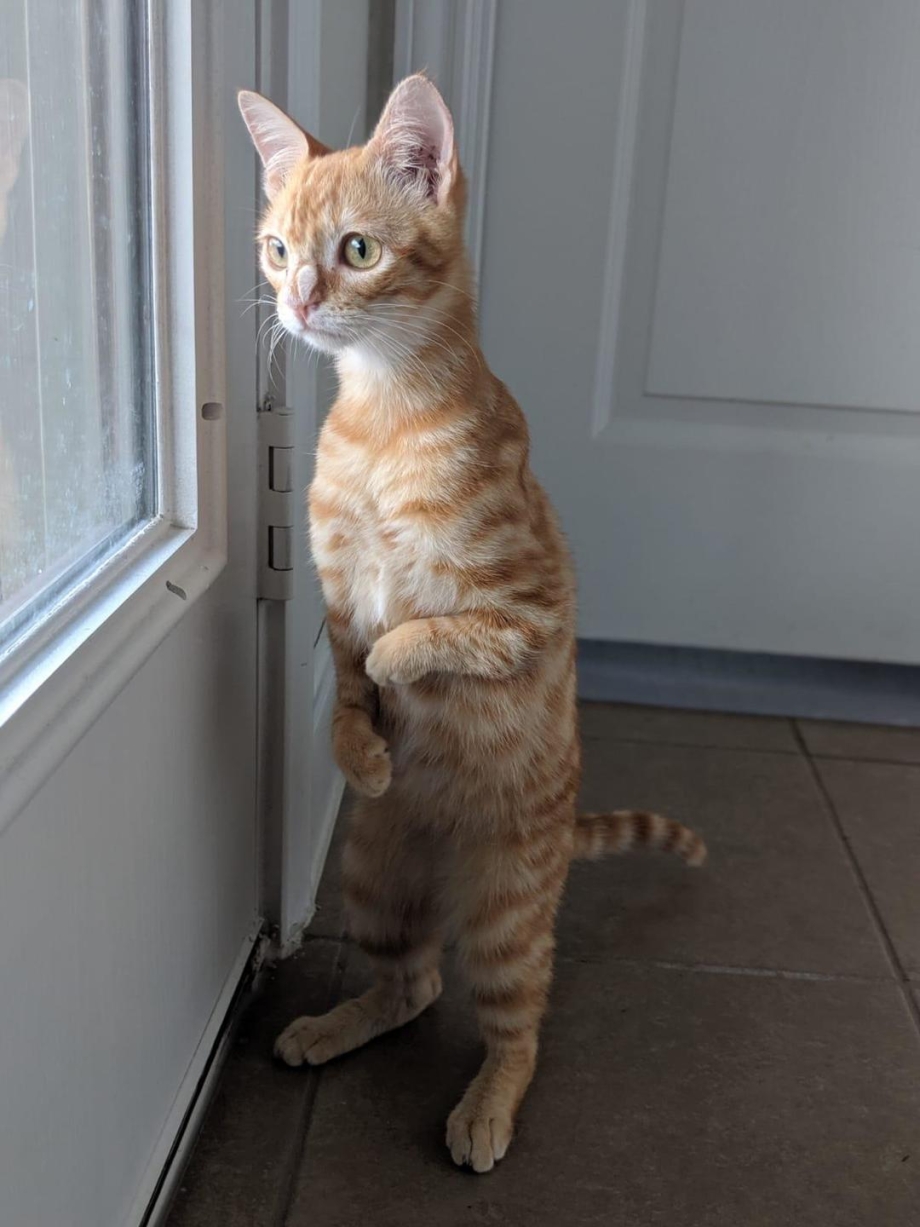 Котенок падает