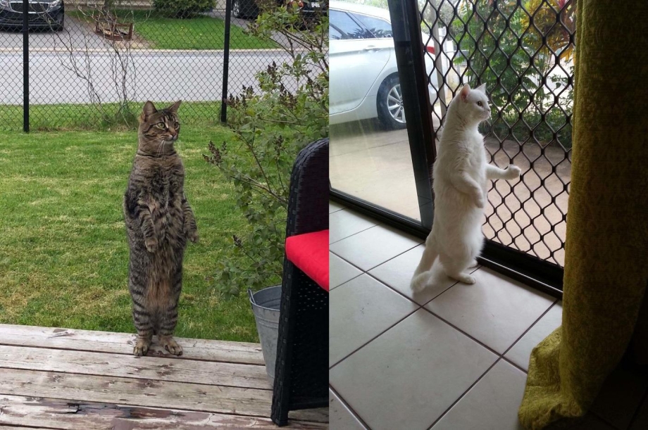 Котик стоит на задних лапах