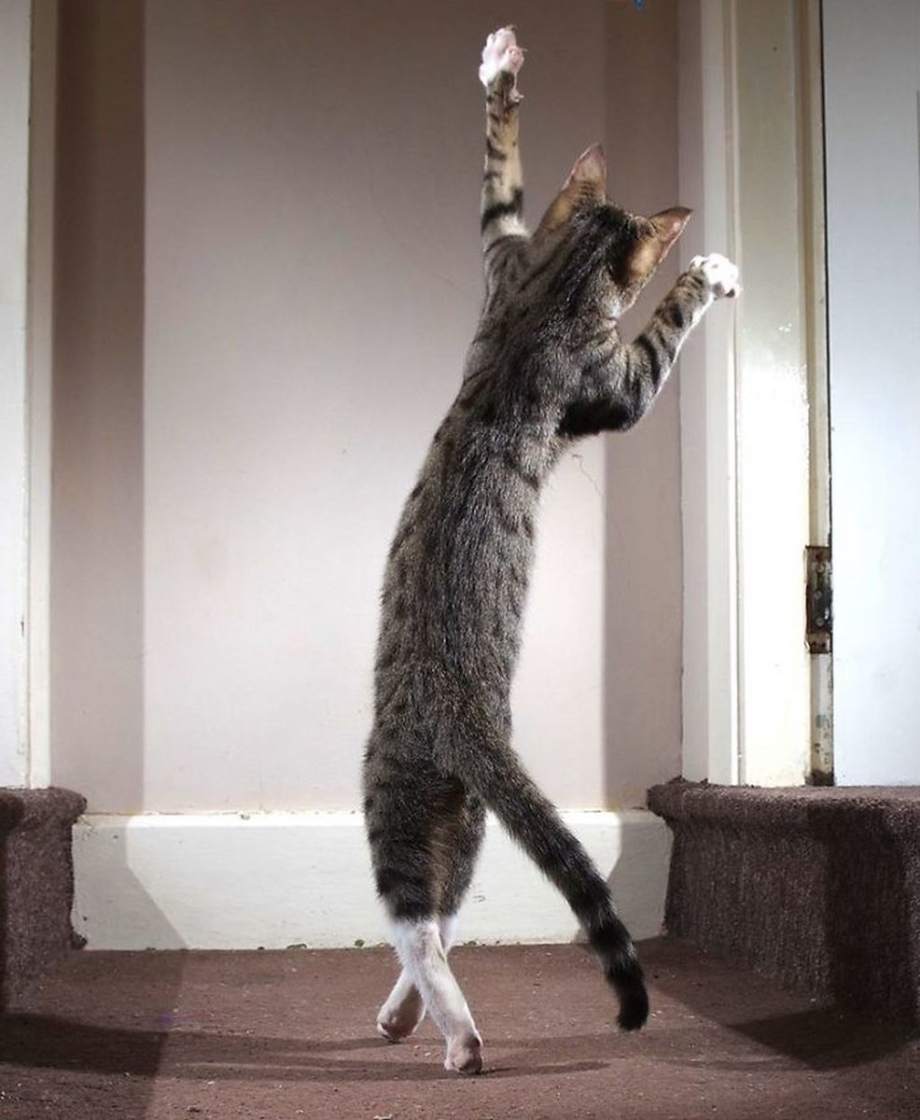 Белый кот танцует