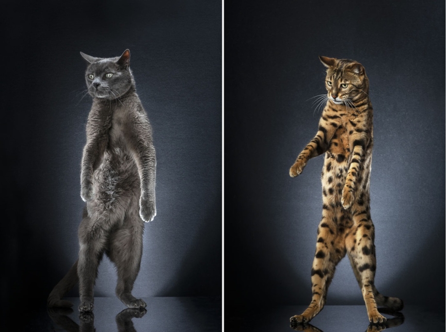 Кот стоящий на задних лапах
