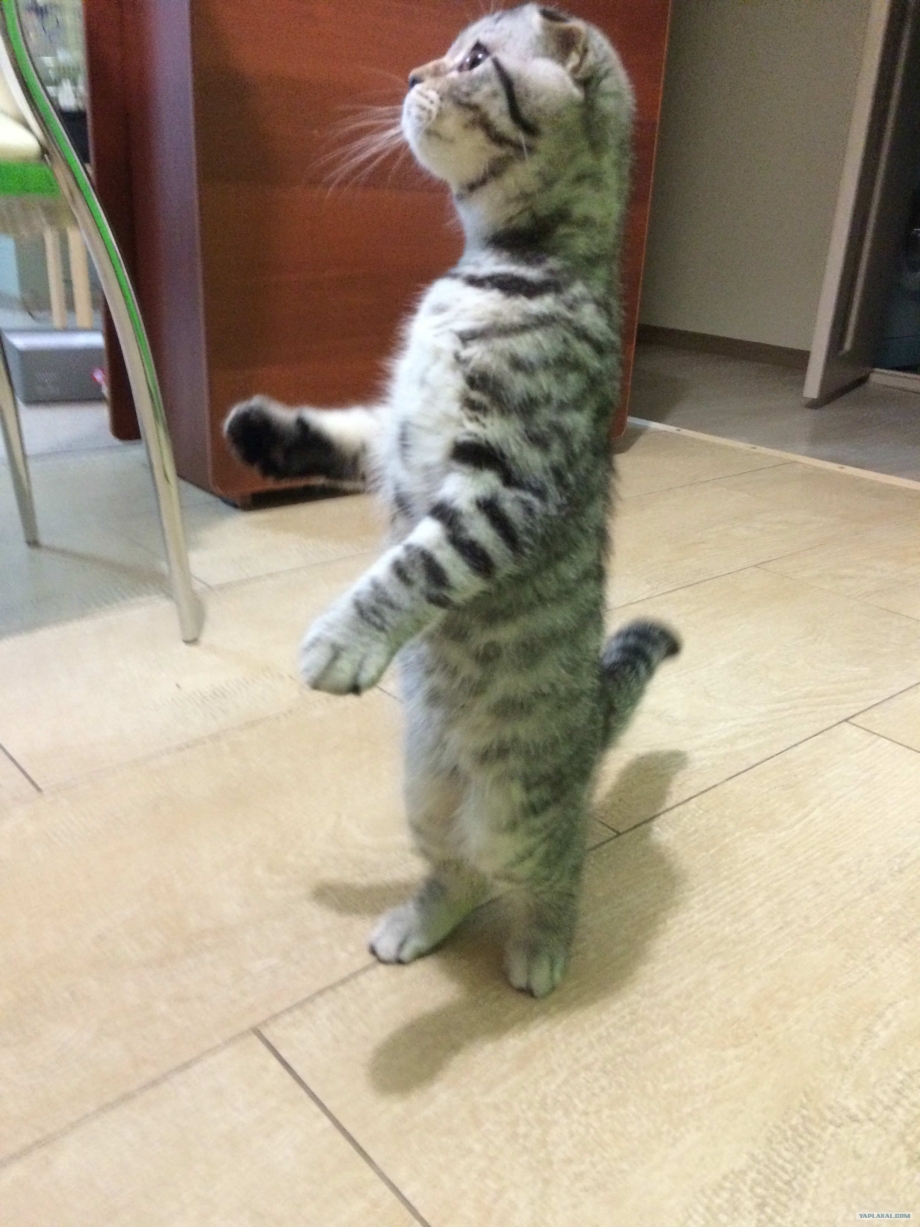 Кот на задних лапах сбоку