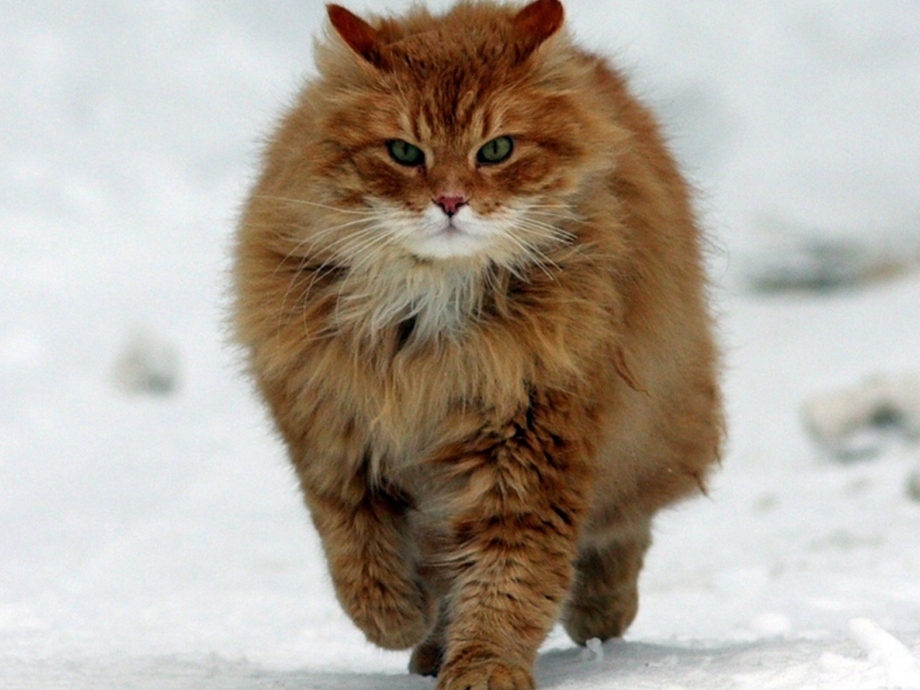 Сибирские коты рыжие