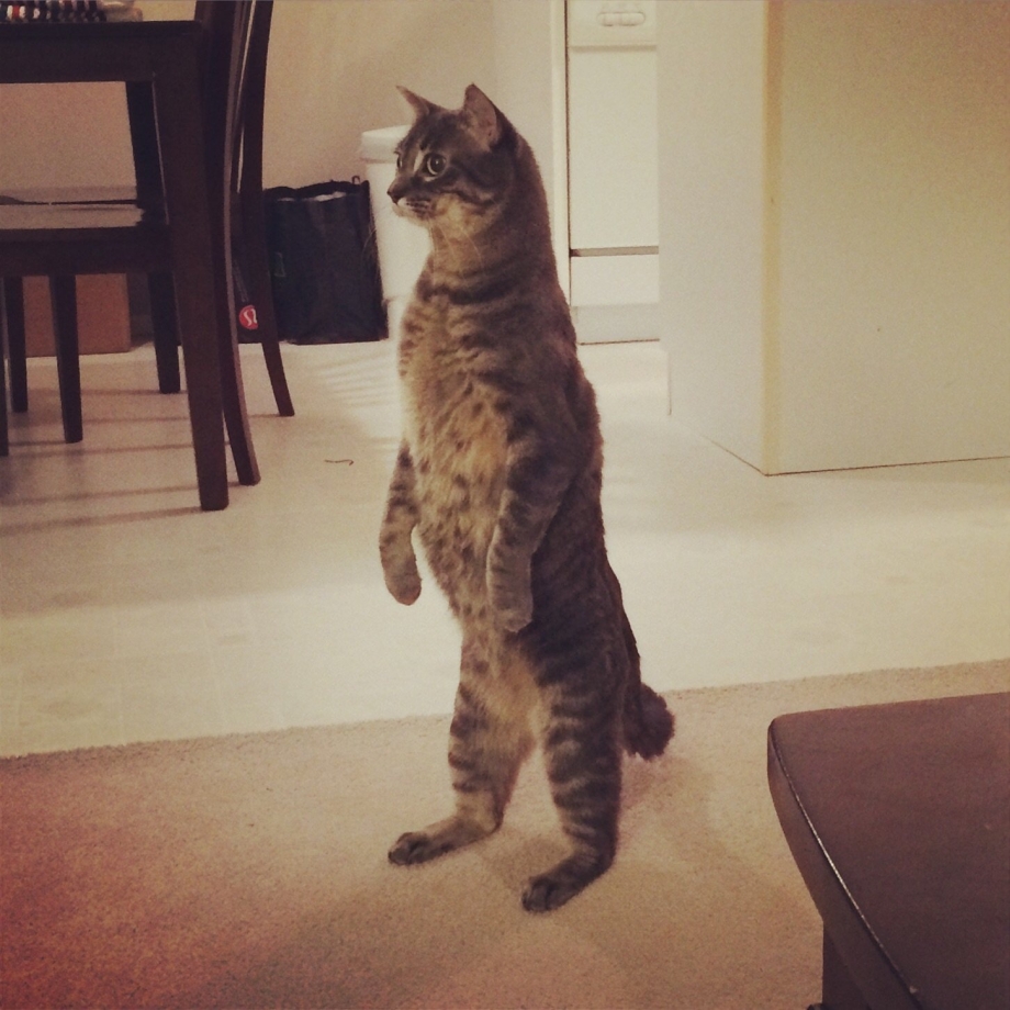 Коты танцоры